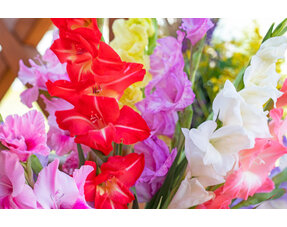 Gladioli