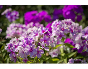 Phlox
