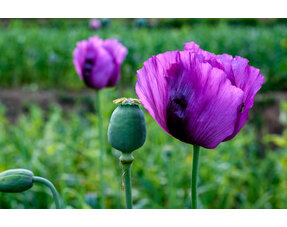 Papaver (Klaproos)