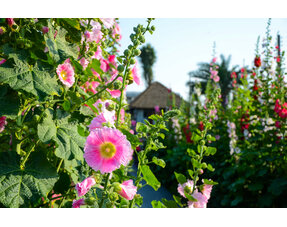 Hollyhocks