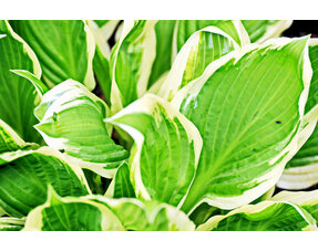 Hosta