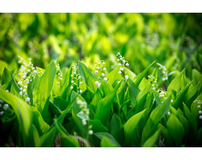 Grootverpakking Planten