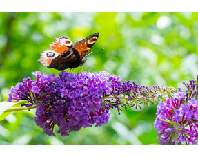 Schmetterlingssträucher und Hortensien