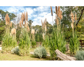 Grass species (Ornamental grass)