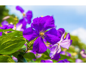 Clematis (Klimplant)