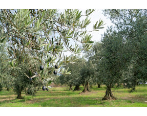 Mediterrane Pflanzen