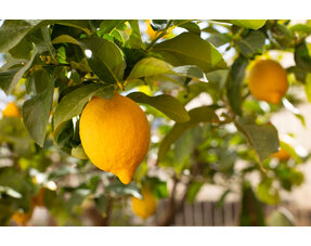 Citrus plants