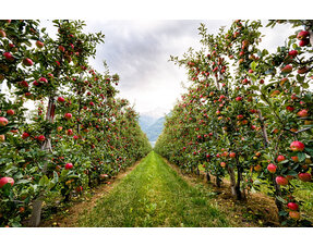 Fruit Trees