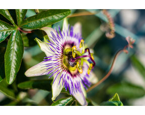 Passiflora - Passionsblume