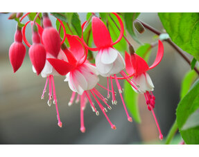 Fuchsie (Winterhart)