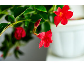 Mandevilla