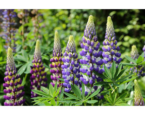 Lupine (Lupinus)