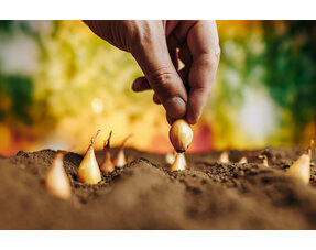 Plantuien, Sjalotten en Knoflook