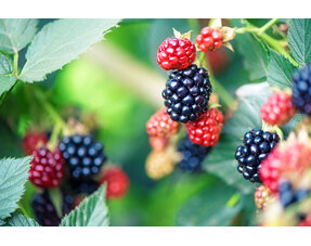 Groente en Fruitplanten