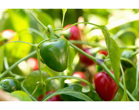 Paprika und Chilischoten