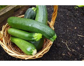 Courgettes