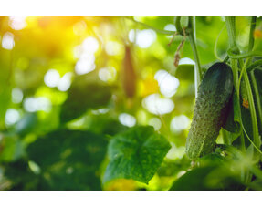 Cucumber and Gherkin