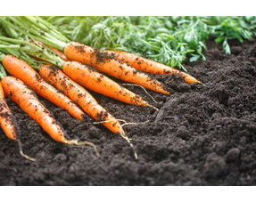 Bulb, Tuber and Root Vegetable