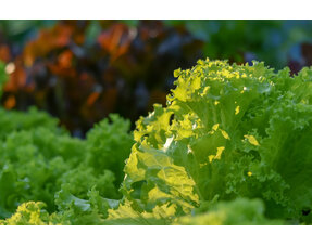 Leafy vegetables and stem crops