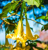 Brugmansia Weiß - 3 Pflanzen - Engelstrompete - Kaufen Sie eine Kübelpflanze? Garden-Select.de