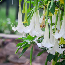 Brugmansia White - 3 Plants