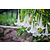 Brugmansia White - 3 Plants