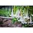 Brugmansia Weiß - 3 Pflanzen - Engelstrompete - Kaufen Sie eine Kübelpflanze? Garden-Select.de