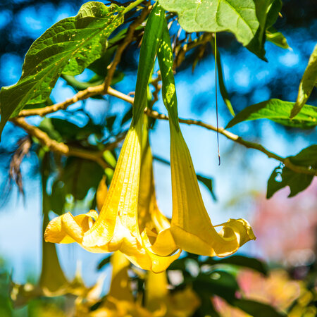 Brugmansia Mix - 3 Planten - Engelentrompet Online Kopen? Garden-Select.com