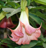 Brugmansia Mix - 3 Pflanzen - Engelstrompete Online Kaufen? Garden-Select.de