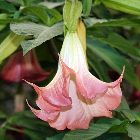 Brugmansia Mix - 3 Plants - Angel Trumpet Buy Online? Garden-Select.com