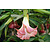 Brugmansia Roze - 3 Planten