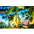 Brugmansia Gelb - 3 Pflanzen