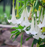 Brugmansia Geel - Trompetplant / Datura Kopen? Garden-Select.com