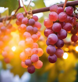 Set Of 3 Grape Plants - Red Grapes - Seedless - Climbing Plant - Small Fruit