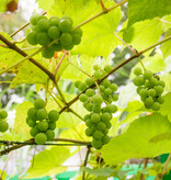 Set Of 3 Grape Plants - White Grapes - Sunny Place - Climbing Plant