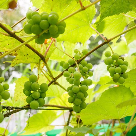 Set Of 3 Grape Plants - White Grapes - Sunny Place - Climbing Plant