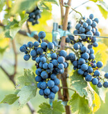 3er Set Traubenpflanzen - Blaue Trauben - kernlos - Kletterpflanzen