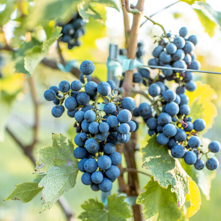 Set of 3 Grape Plants - Blue Grapes - Seedless - Climbing Plants