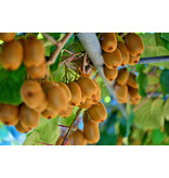 Kiwi "Jenny" - Self-pollinating Kiwi Plant - Sunny Place - 3 Plants