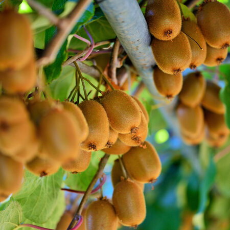 Kiwi "Jenny" - Selbstbefruchtende Kiwi-Pflanze - Sunny Place - 3 Pflanzen