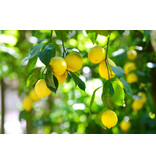 Lemon Plants (Citrus Limon) - Mediterranean - Citrus Plants - Much Sunlight Needed - 3 Plants