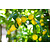 Zitronenpflanzen (Citrus Limon) - 3 Pflanzen