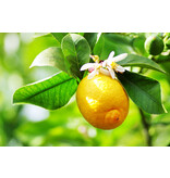 Lemon Plants (Citrus Limon) - Mediterranean - Citrus Plants - Much Sunlight Needed - 3 Plants