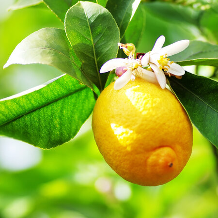 Zitronenpflanzen (Citrus Limon) - Mittelmeer - Zitruspflanzen - Viel Sonnenlicht erforderlich - 3 Pflanzen