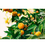 Sinaasappelplanten - Citrus "Mitis" Calamondin - Citrusplanten - 3 Planten