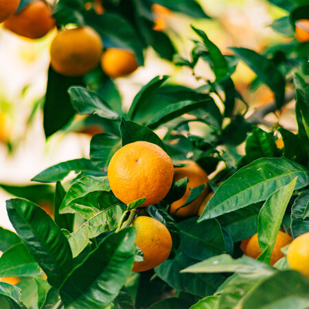Orange plants - Citrus "Mitis" Calamondin - Citrus plants - 3 Plants