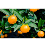 Orange plants - Citrus "Mitis" Calamondin - Citrus plants - 3 Plants