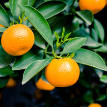 Orangenpflanzen - Citrus "Mitis" Calamondin - 3 Pflanzen