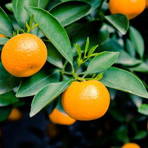 Sinaasappelplanten - Citrus "Mitis" Calamondin - 3 Planten