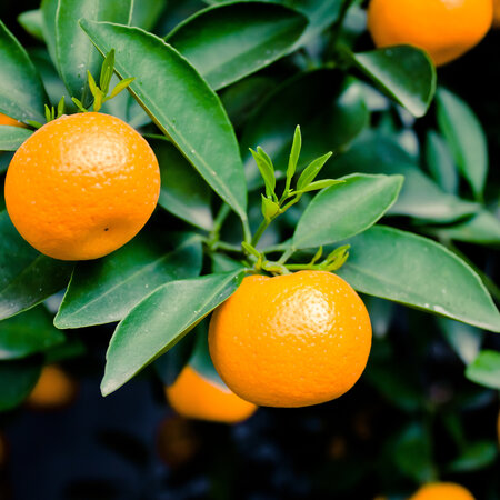Sinaasappelplanten - Citrus "Mitis" Calamondin - Citrusplanten - 3 Planten